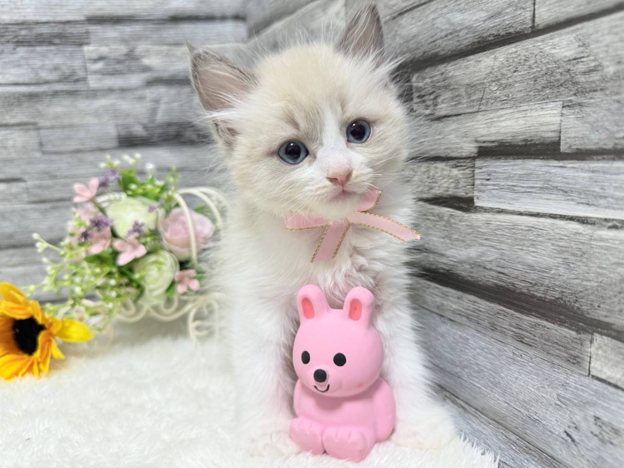 ラグドール（女の子）