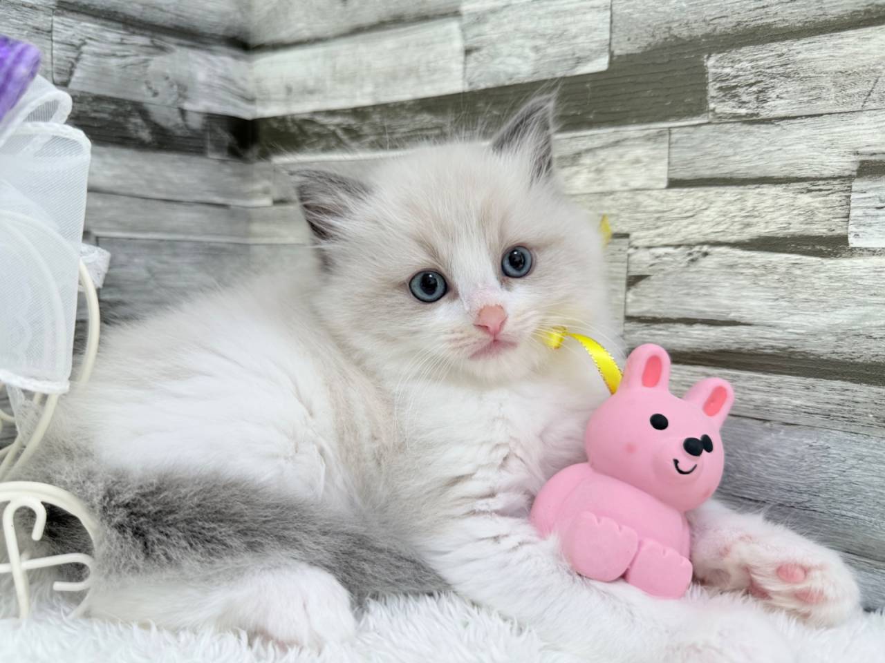 ラグドール（女の子）