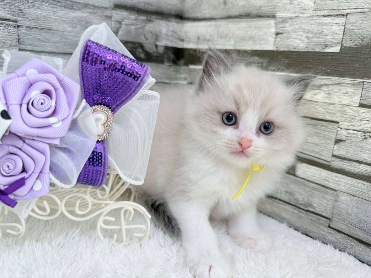 ラグドール（女の子）