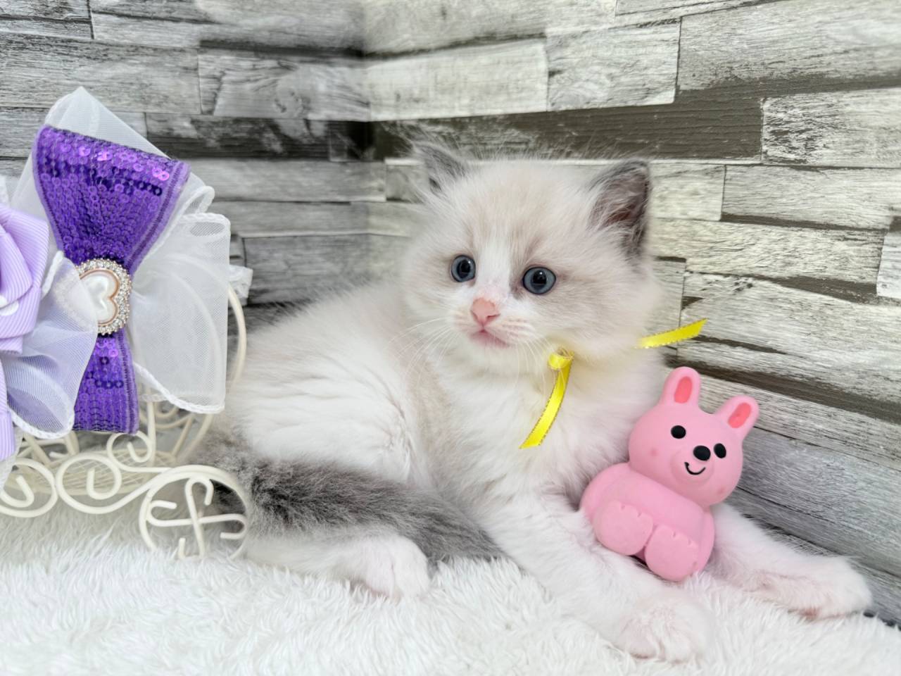 ラグドール（女の子）