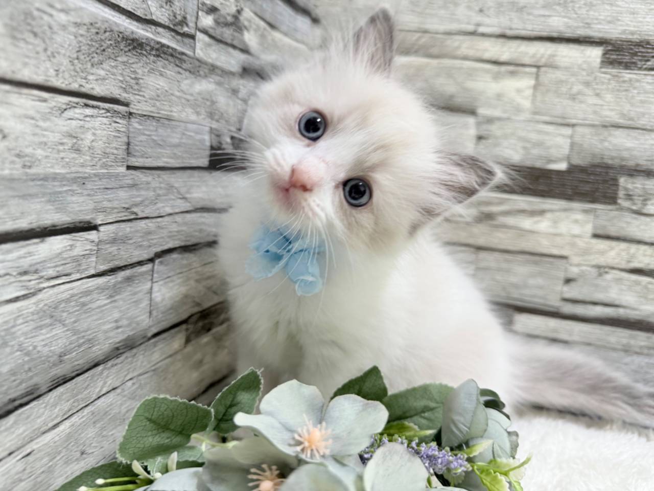 ラグドール（女の子）