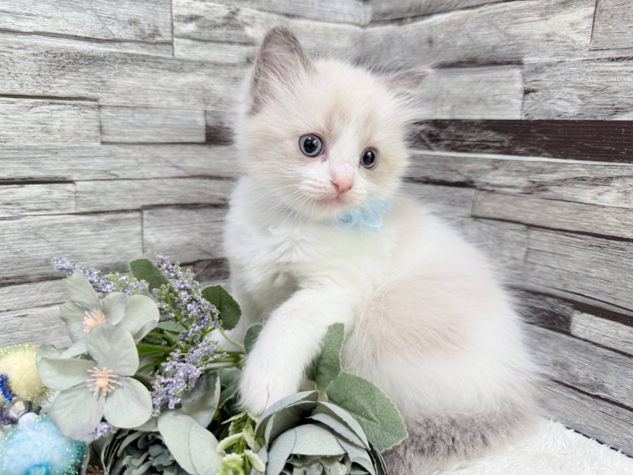 ラグドール（女の子）