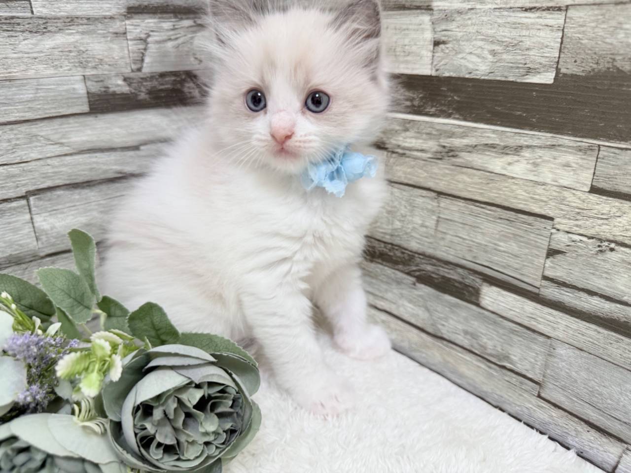 ラグドール（女の子）