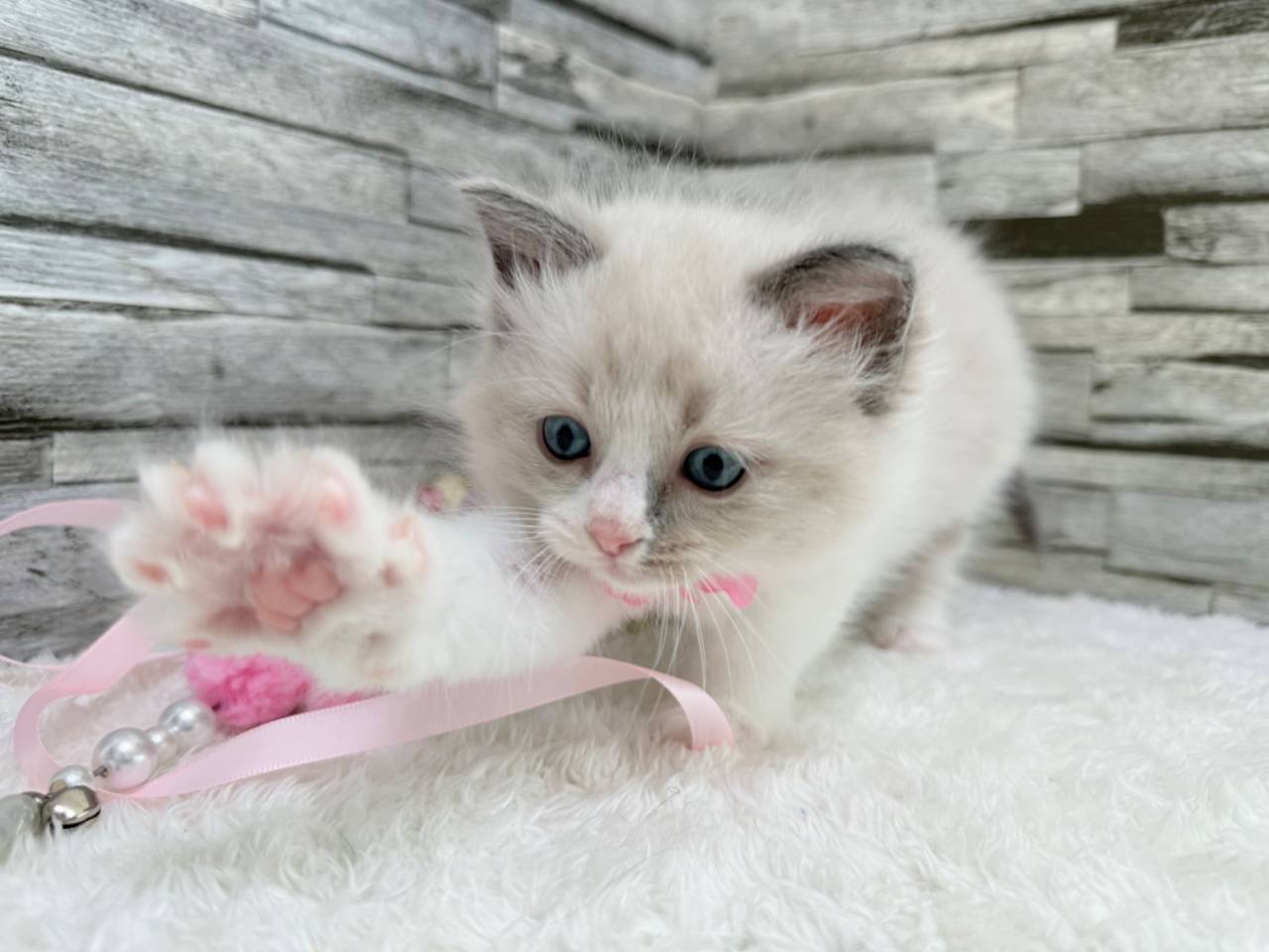 ラグドール（女の子）