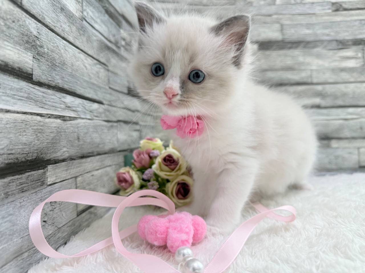 ラグドール（女の子）