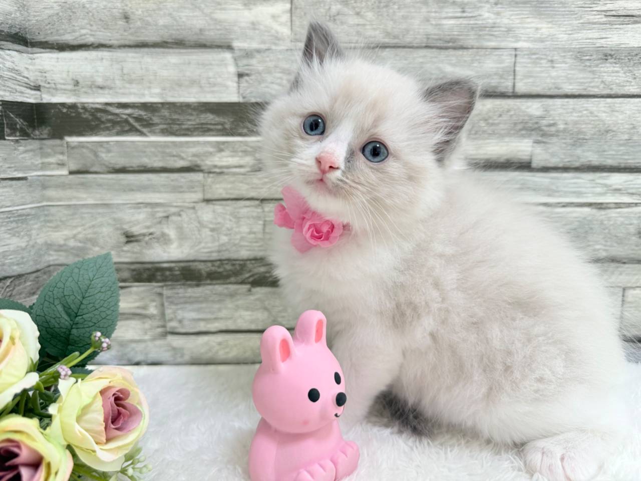 ラグドール（女の子）