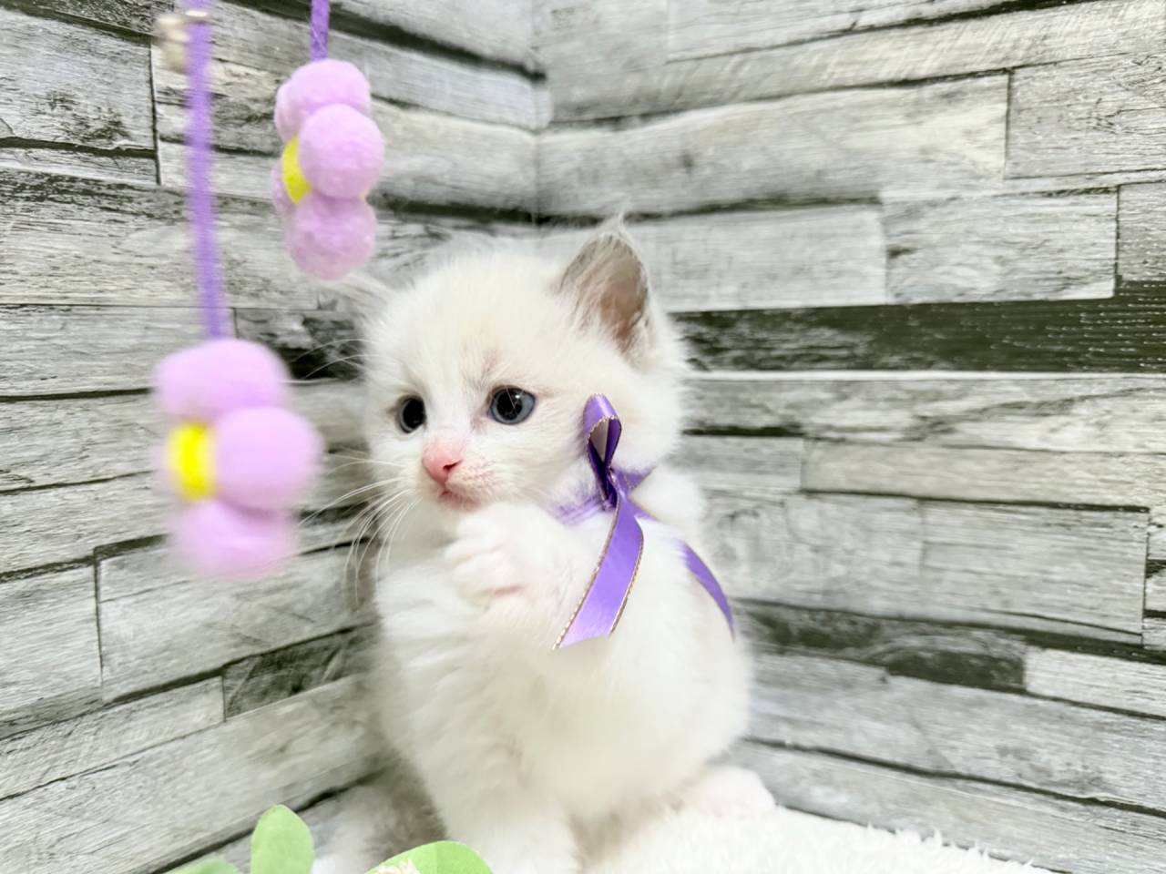 ラグドール（女の子）