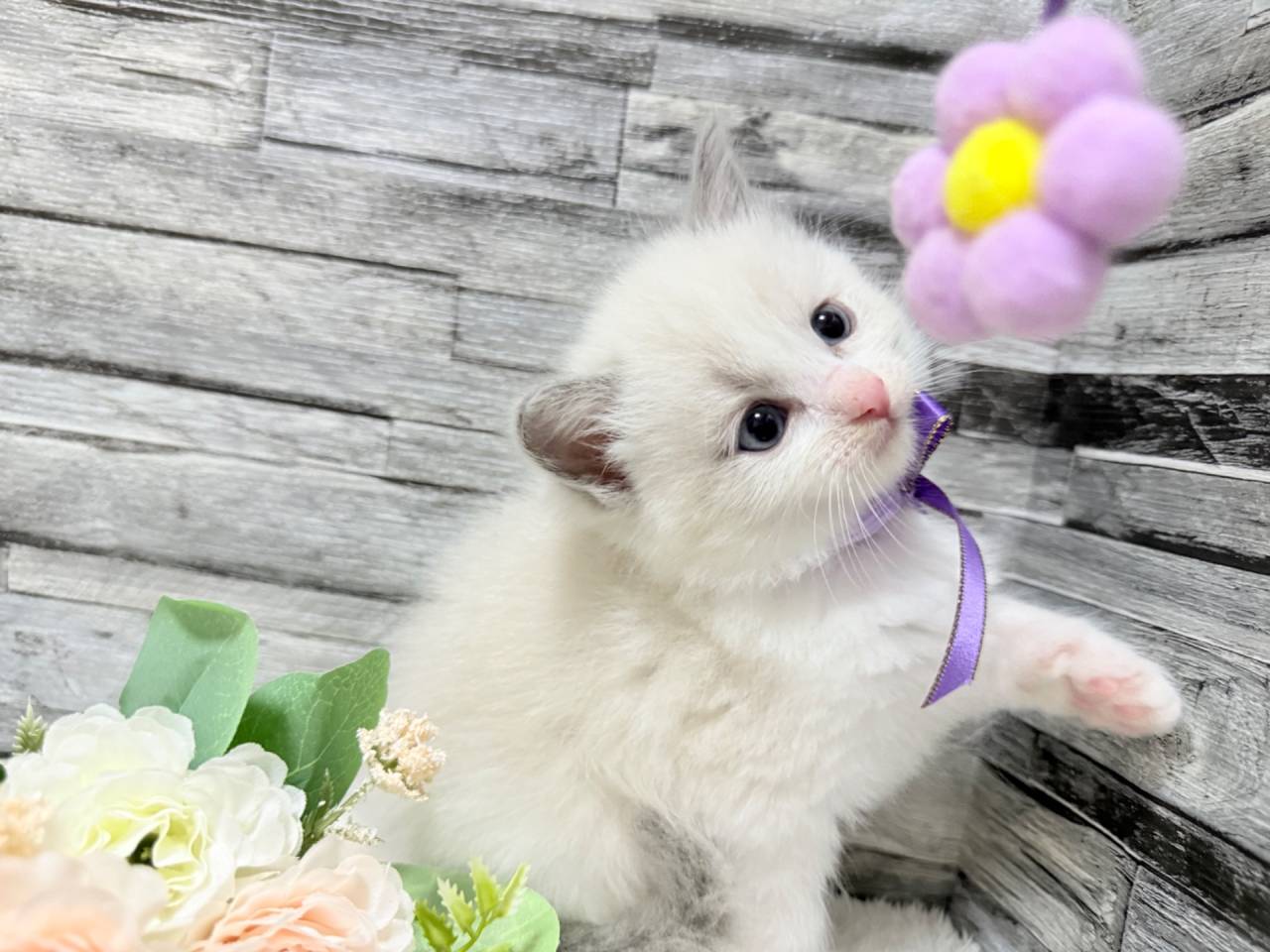 ラグドール（女の子）