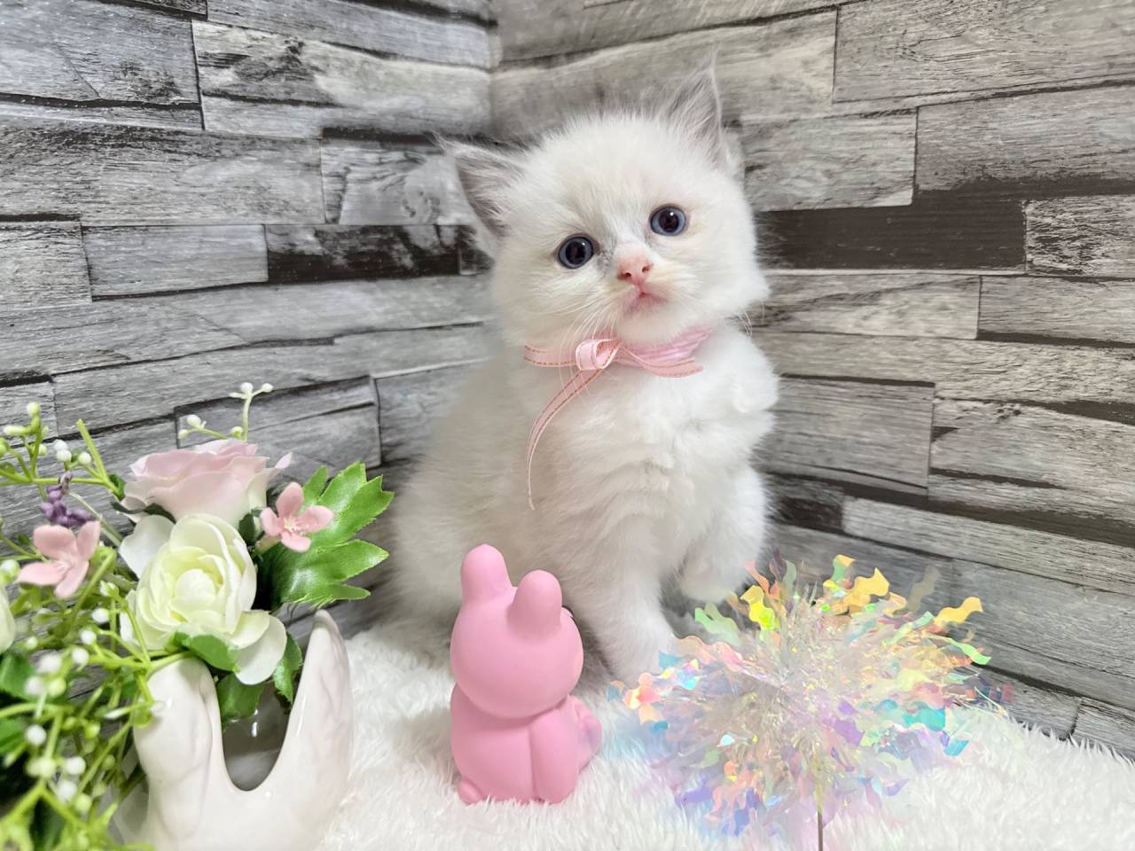 ラグドール（女の子）