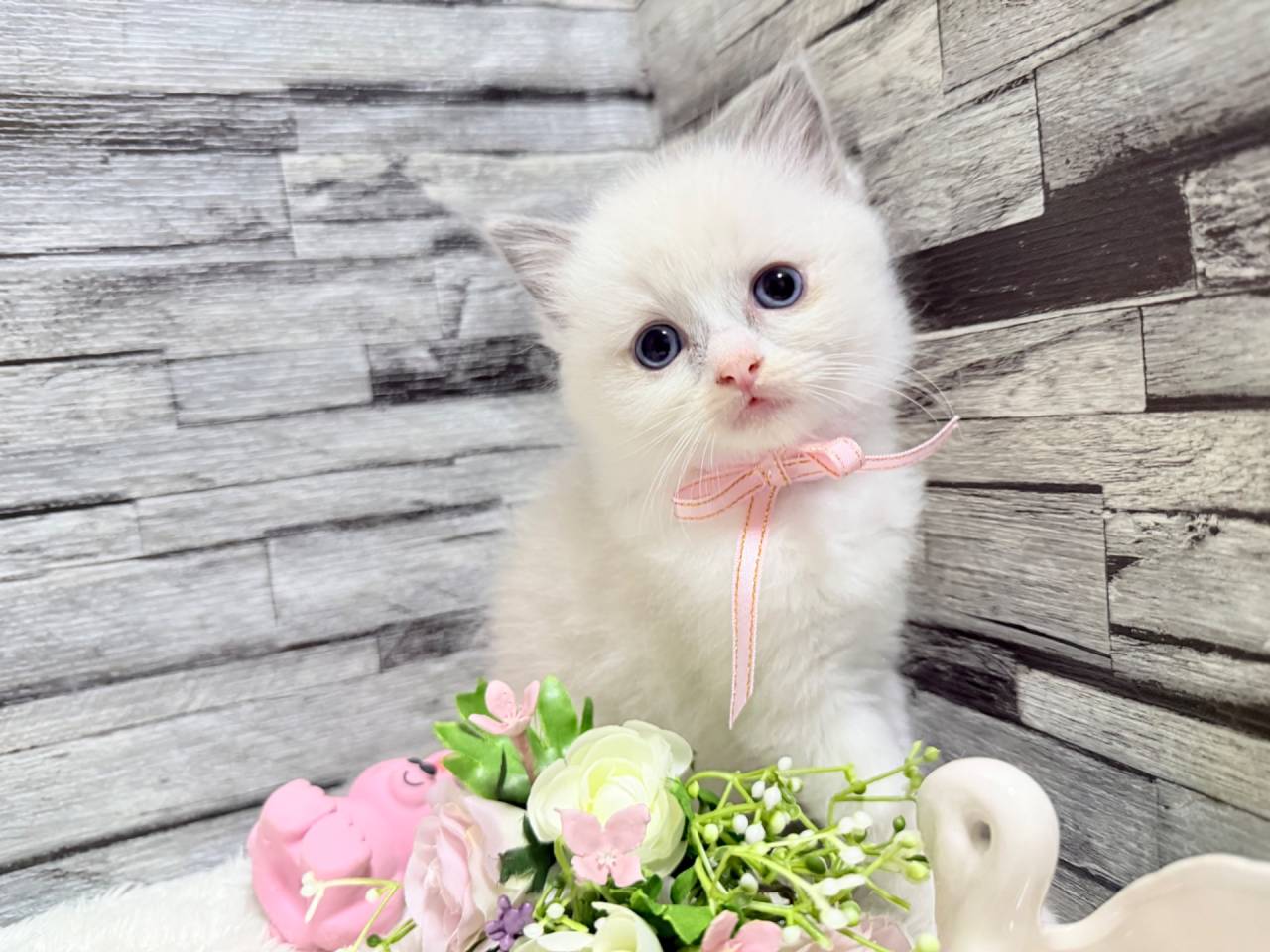 ラグドール（女の子）