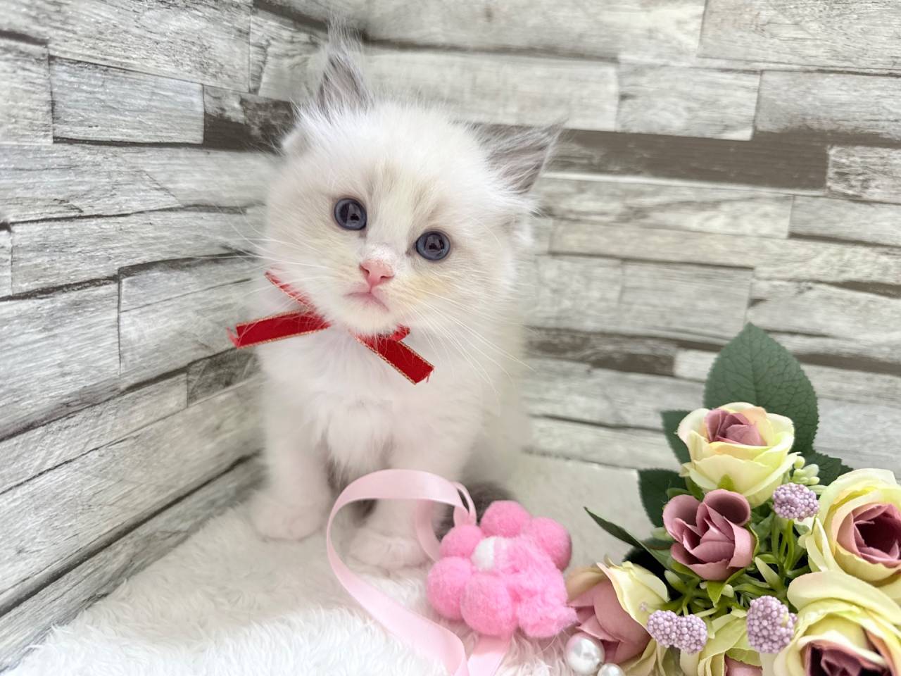 ラグドール（女の子）