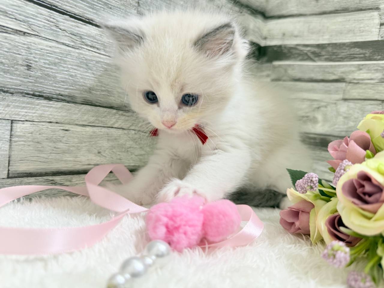 ラグドール（女の子）