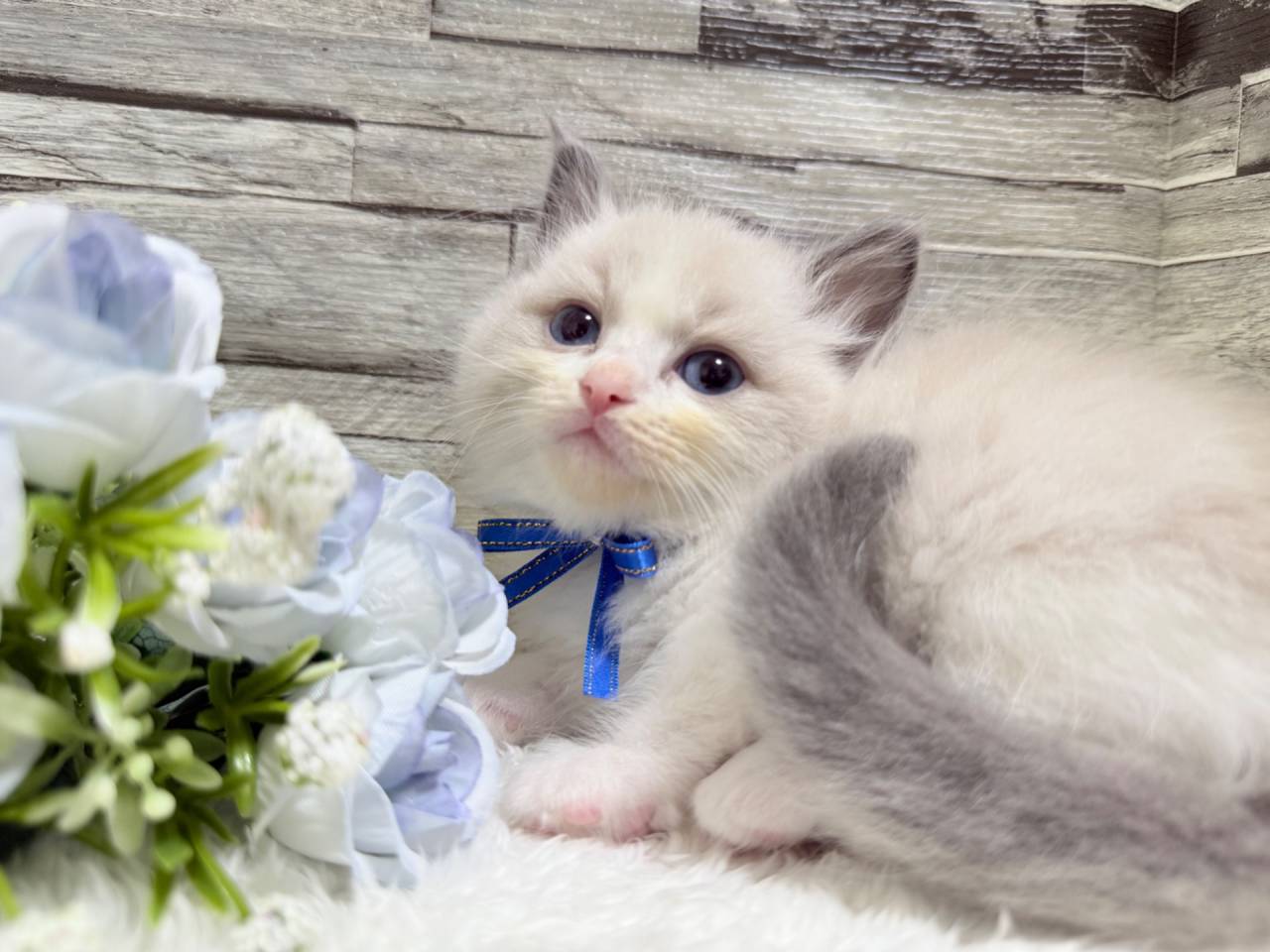 ラグドール（男の子）