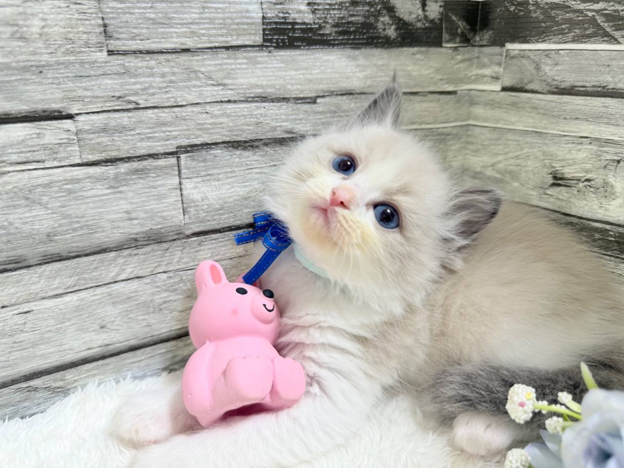 ラグドール（男の子）