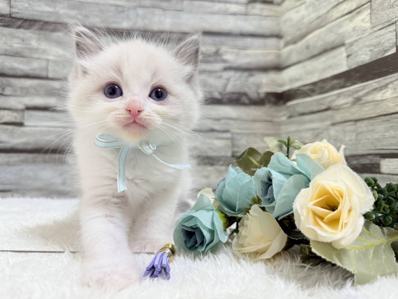 ラグドール（男の子）