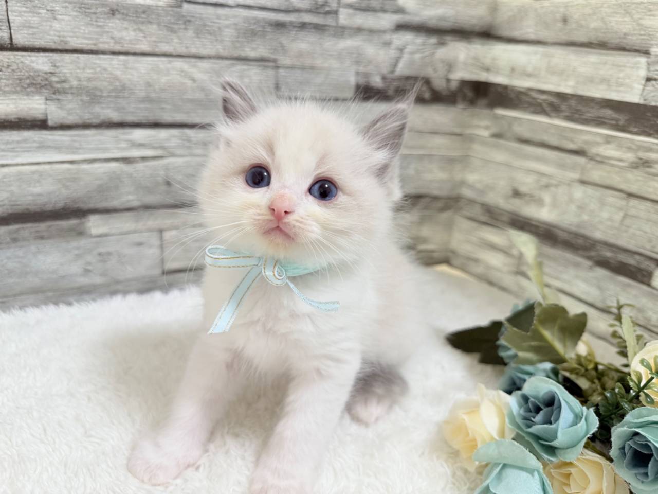 ラグドール（男の子）