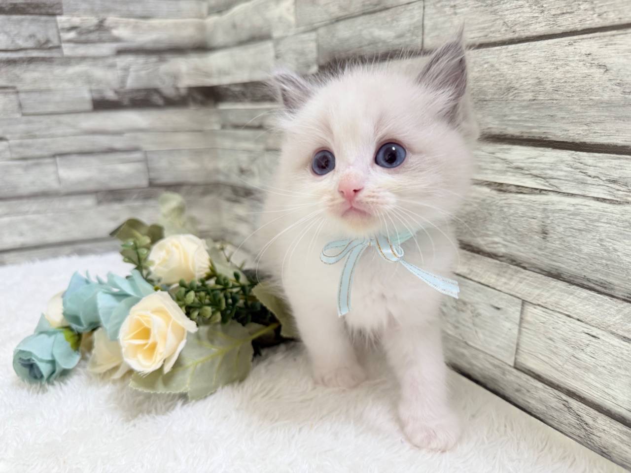 ラグドール（男の子）