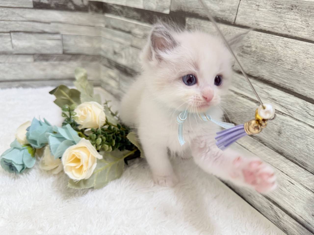 ラグドール（男の子）