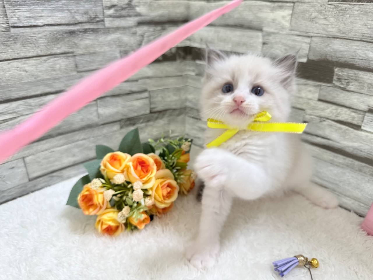 ラグドール（女の子）