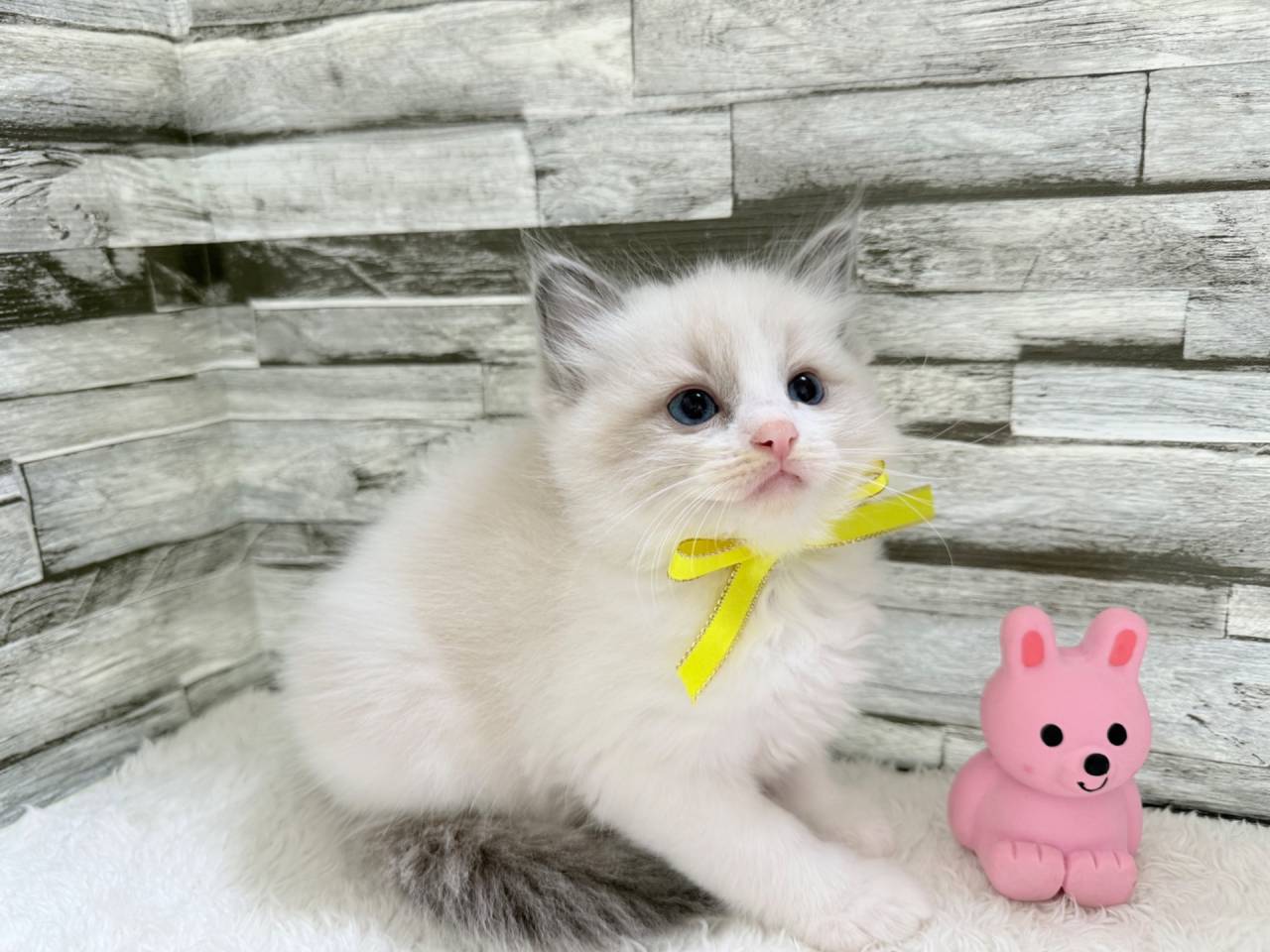 ラグドール（女の子）