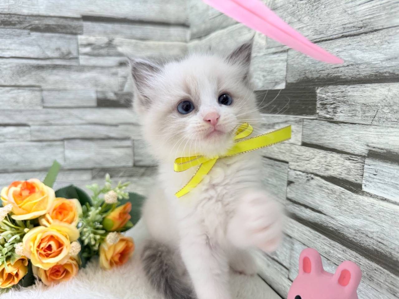 ラグドール（女の子）