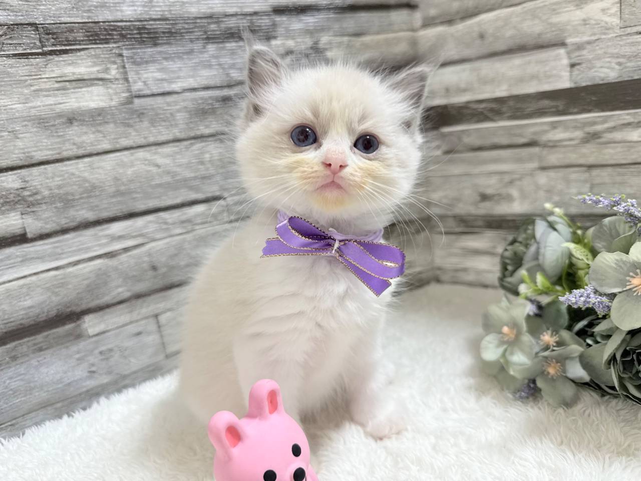 ラグドール（女の子）