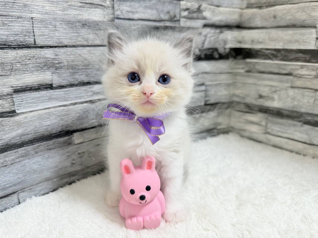 ラグドール（女の子）