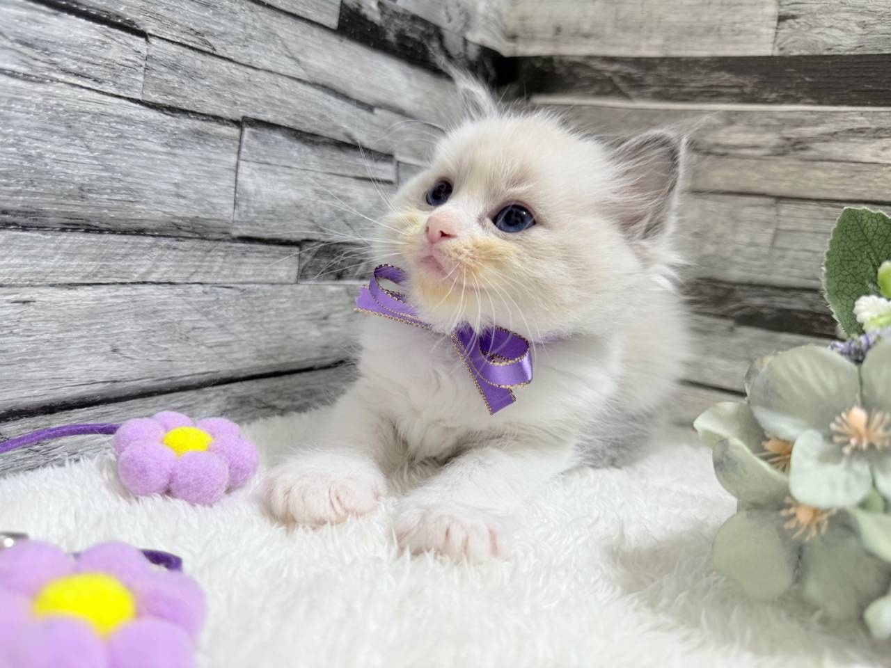 ラグドール（女の子）