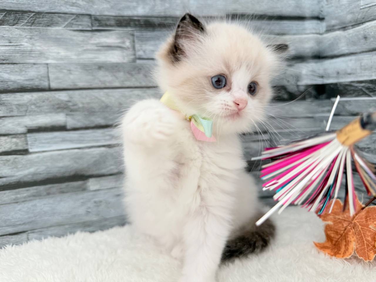 ラグドール（女の子）