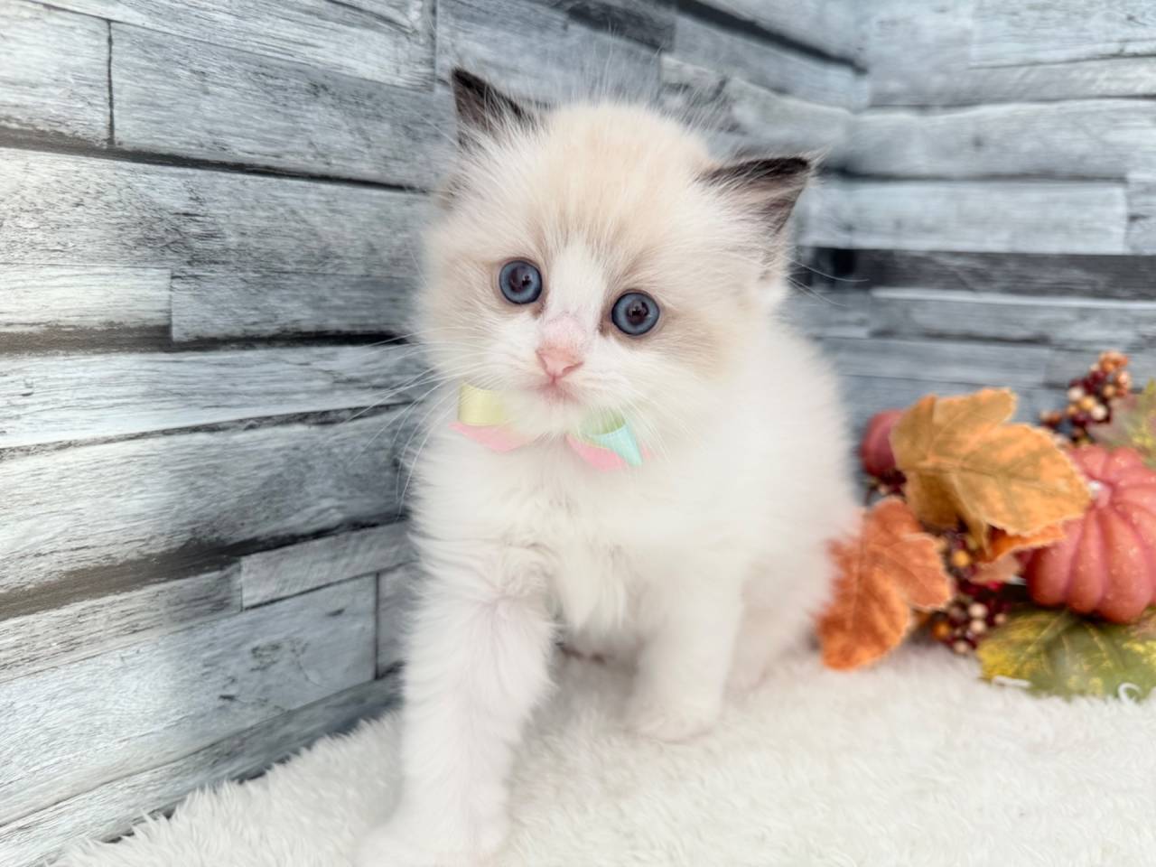 キャティーハート