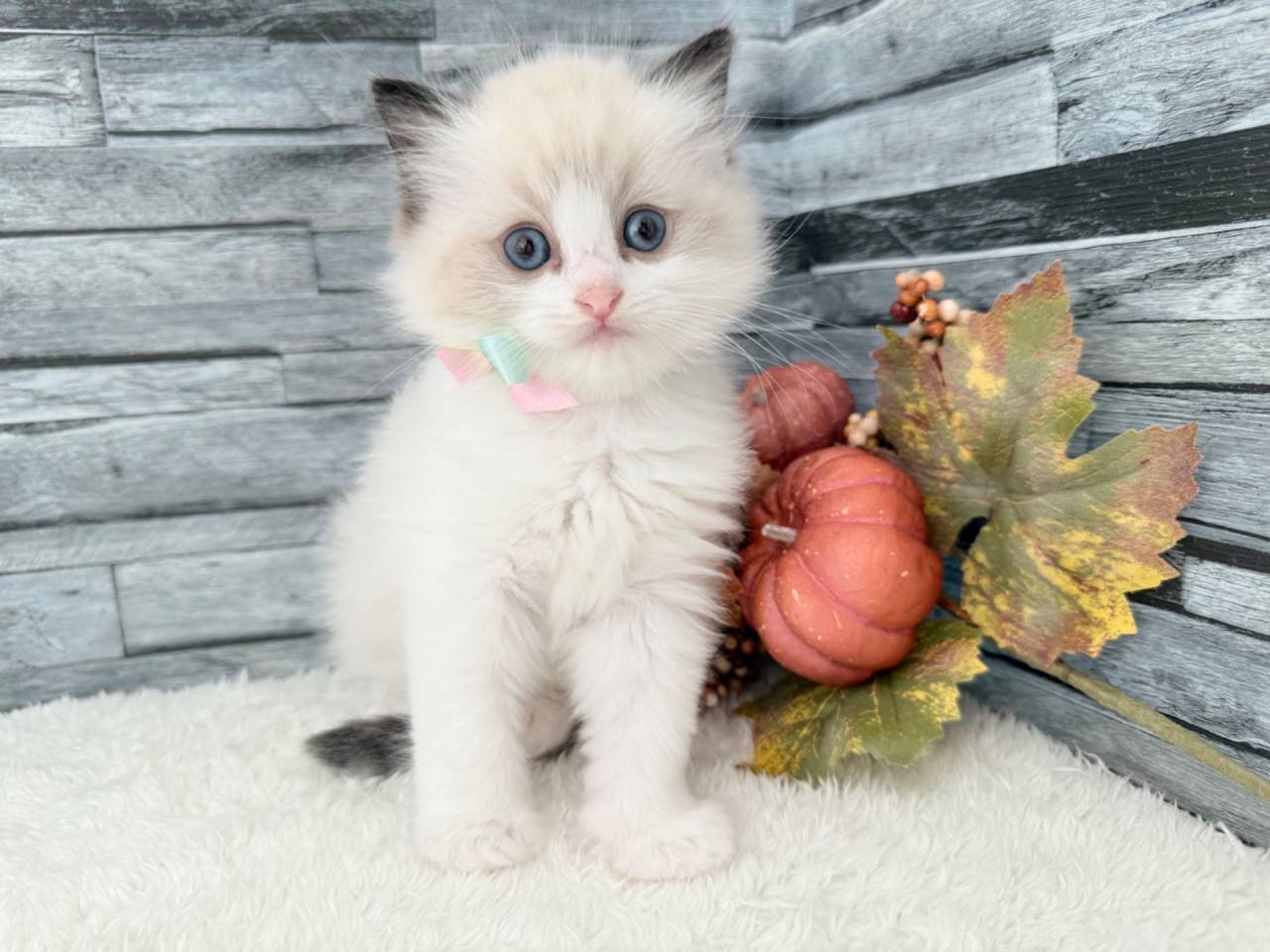 ラグドール（女の子）