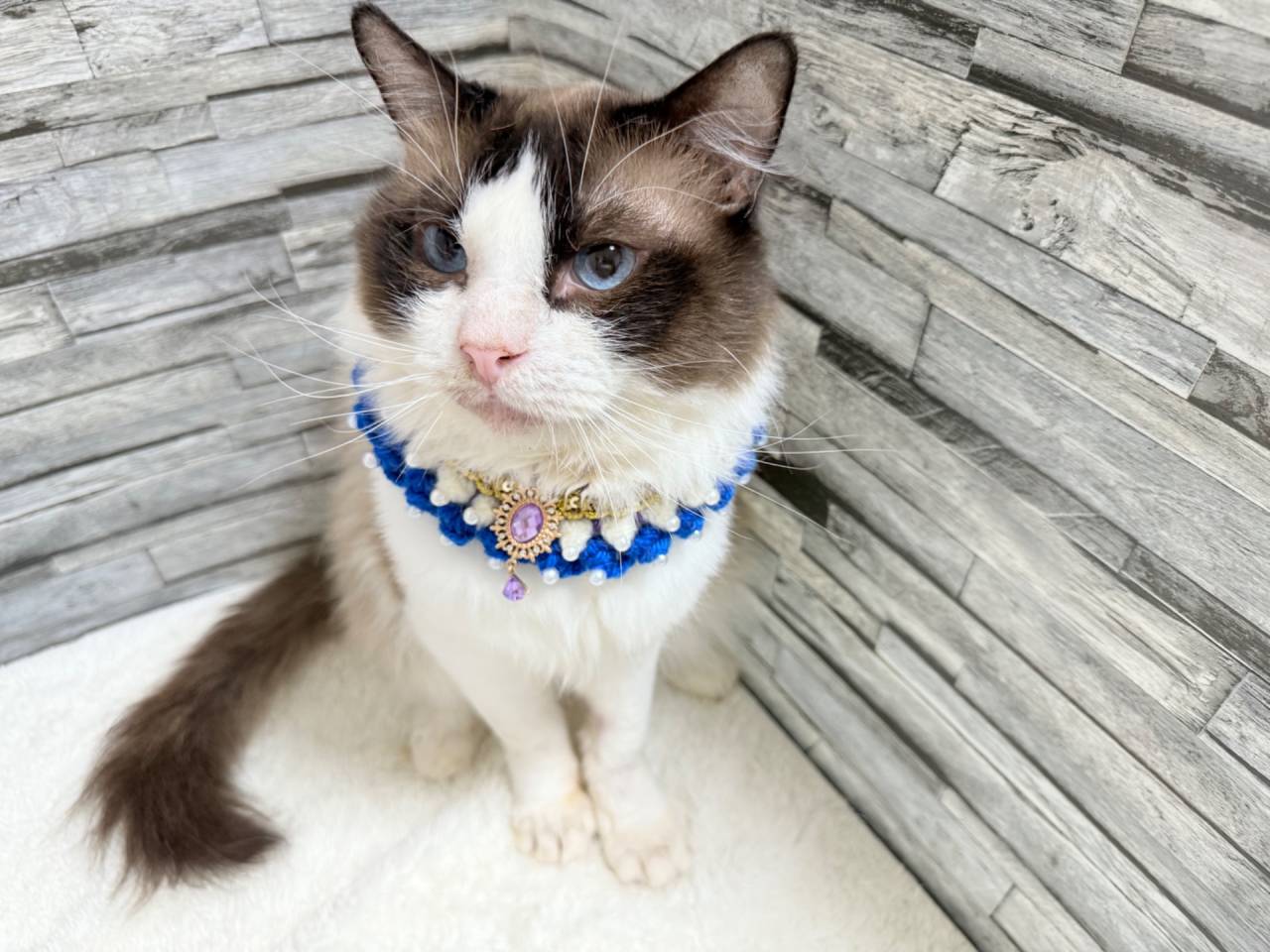 【パパ】シュゼット