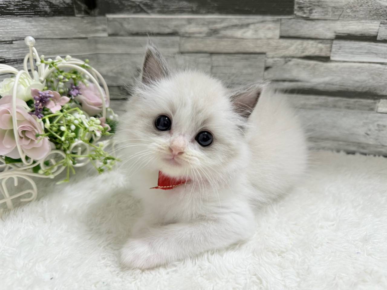 【茨城県】ラグドール/掲載状況です