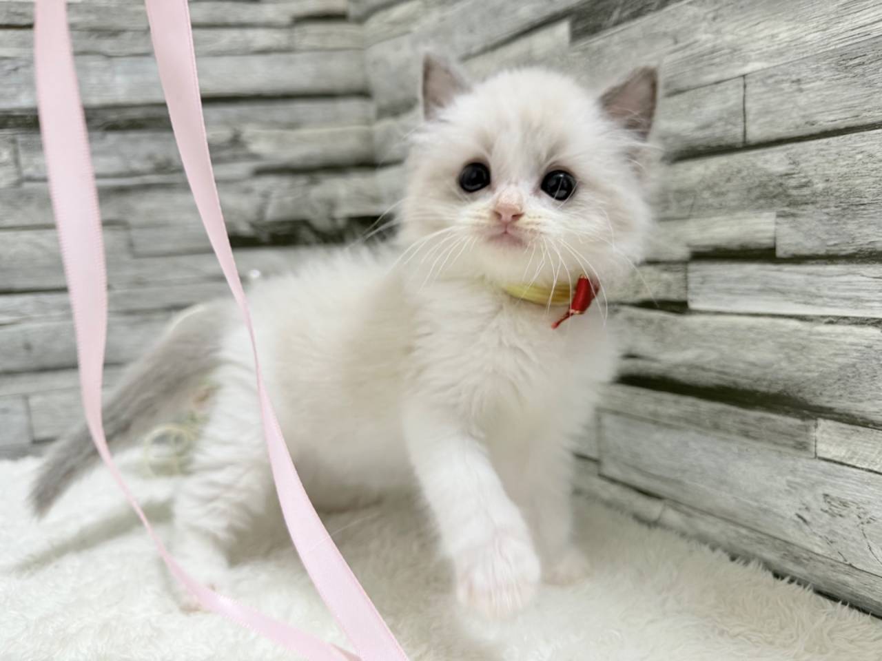 ラグドール（女の子）