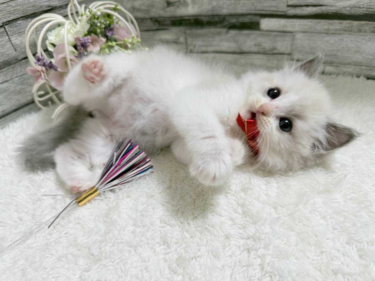 ラグドール（女の子）