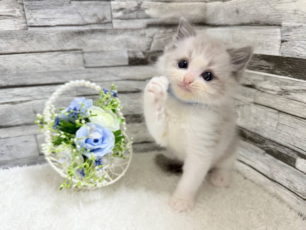 ラグドール（男の子）