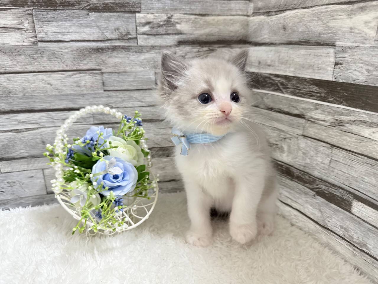 ラグドール（男の子）