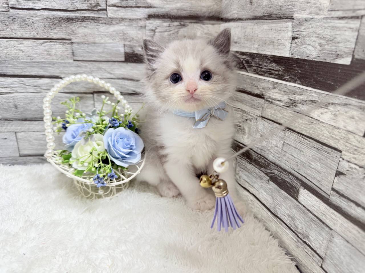 ラグドール（男の子）