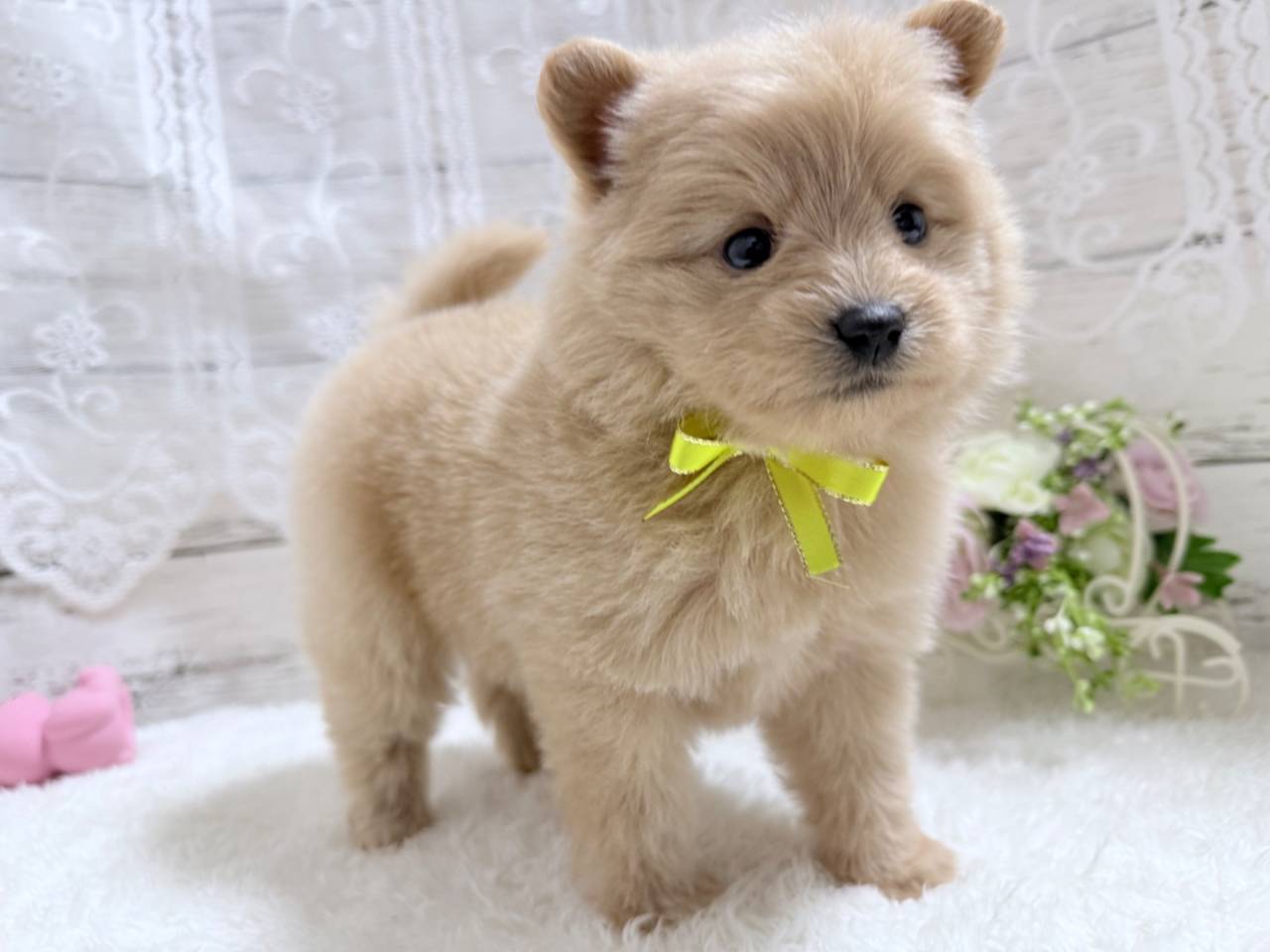 ポメプー（ポメラニアン×トイプードル、女の子）