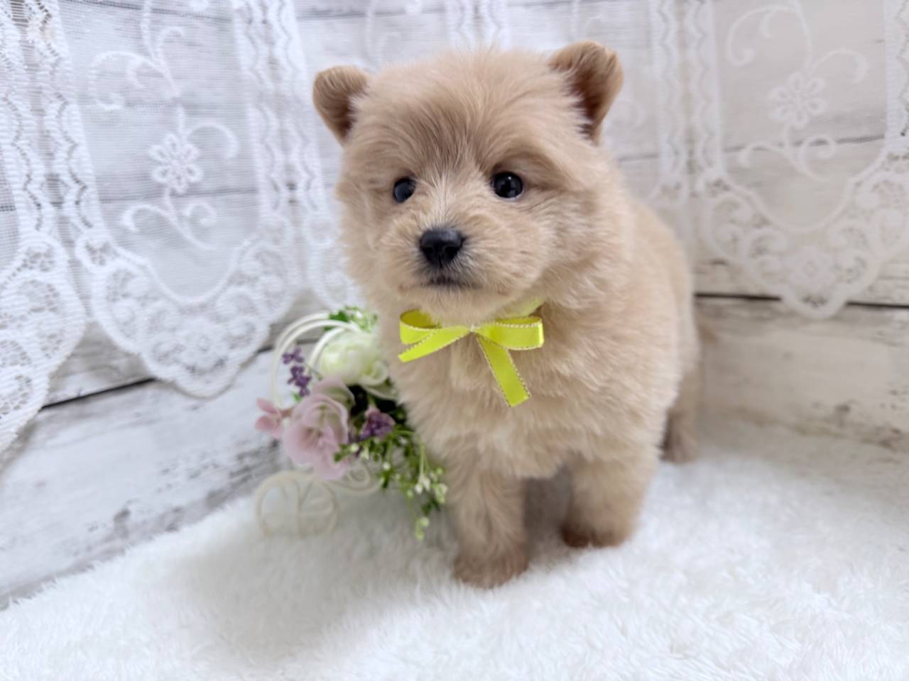 ポメプー（ポメラニアン×トイプードル、女の子）