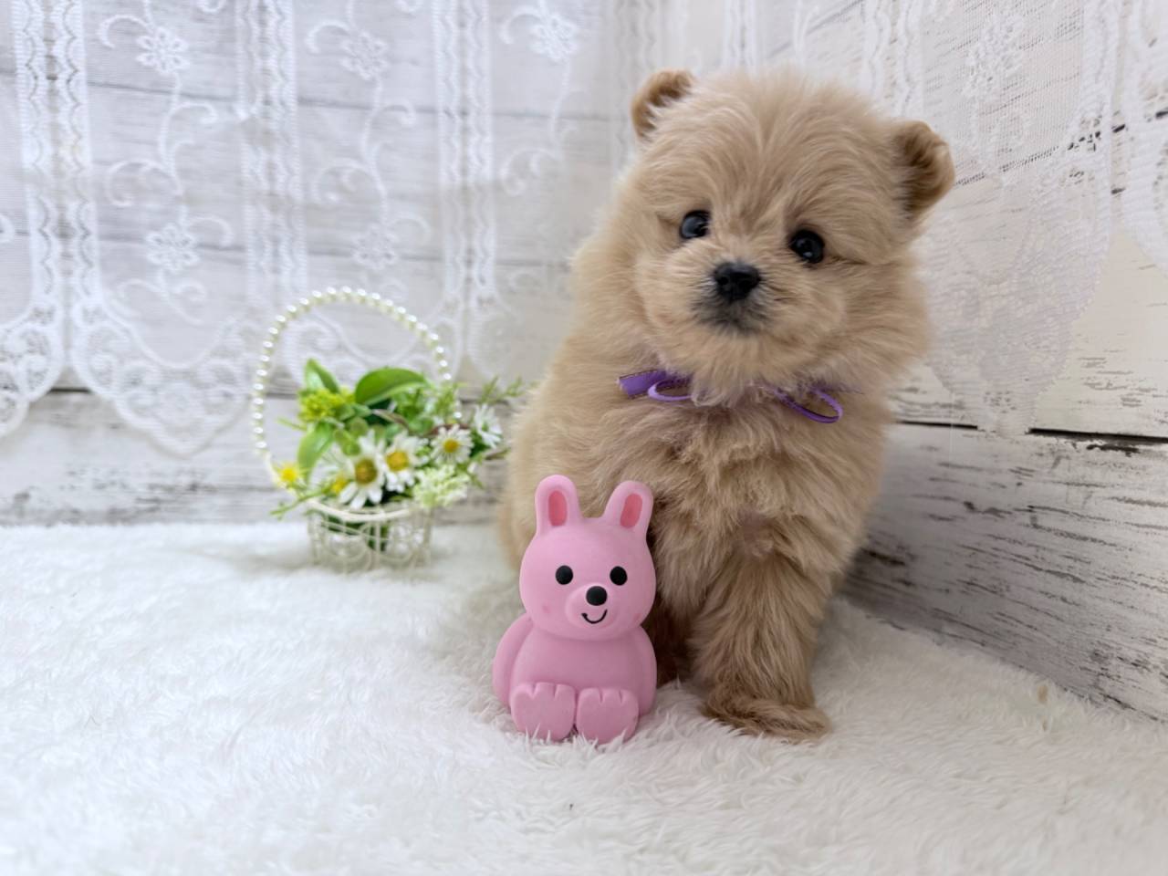 ポメプー（ポメラニアン×トイプードル、女の子）
