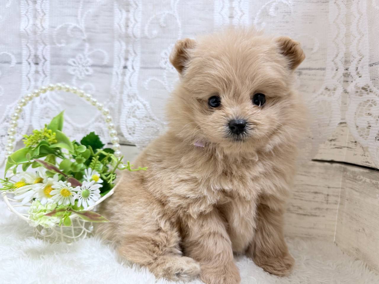 ポメプー（ポメラニアン×トイプードル、女の子）