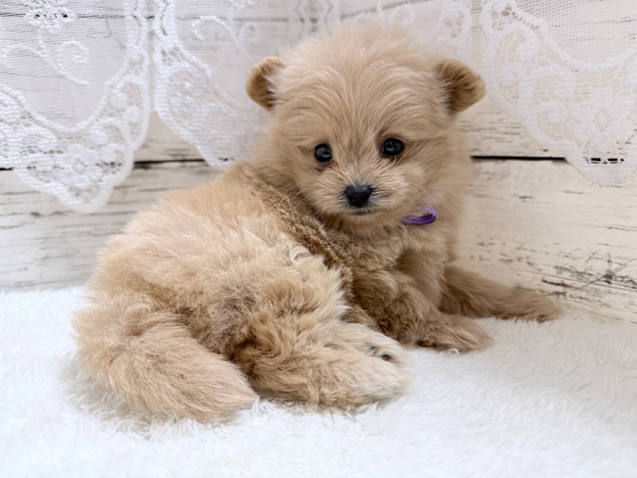 ポメプー（ポメラニアン×トイプードル、女の子）