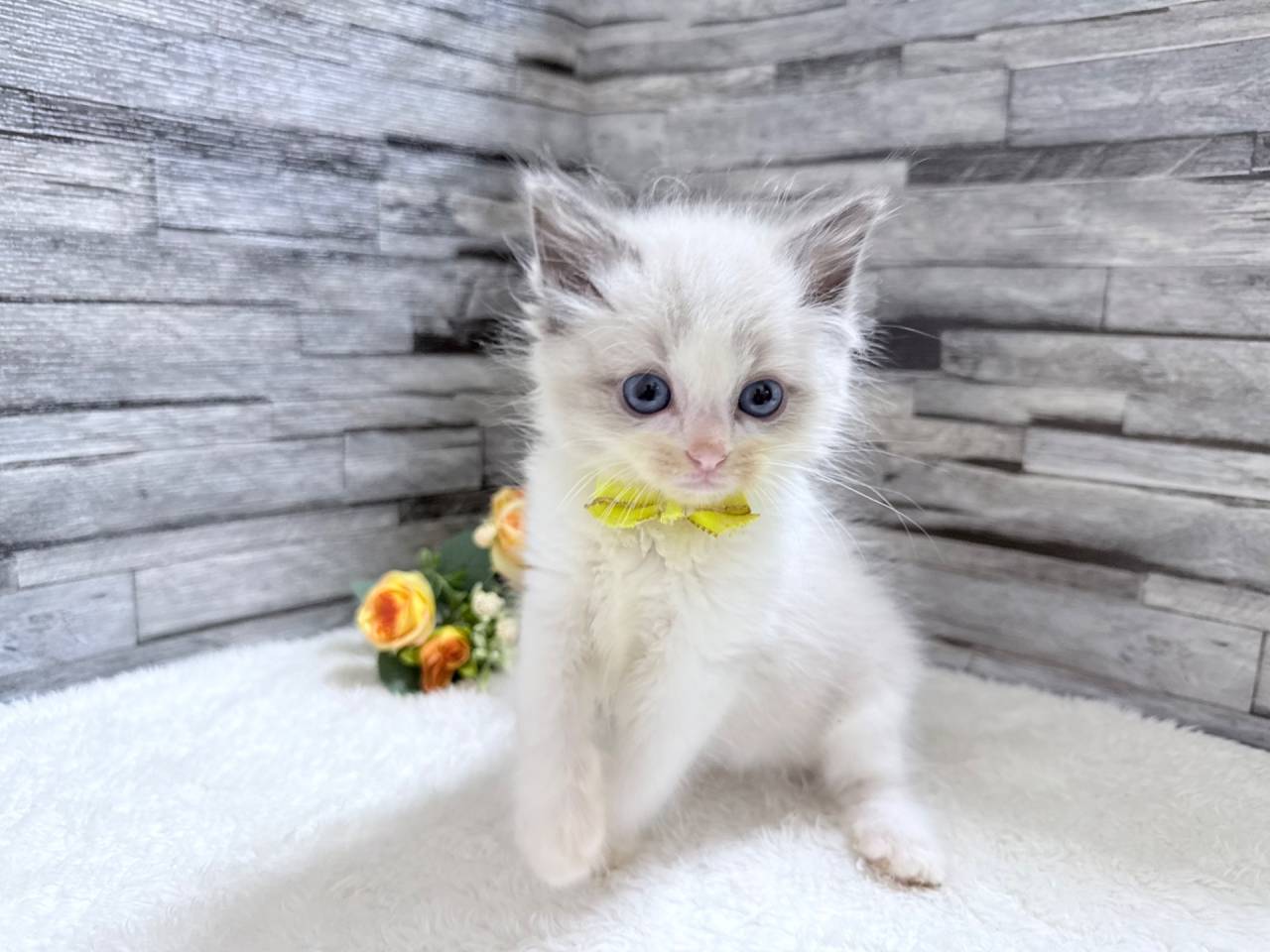 ラグドール（男の子）