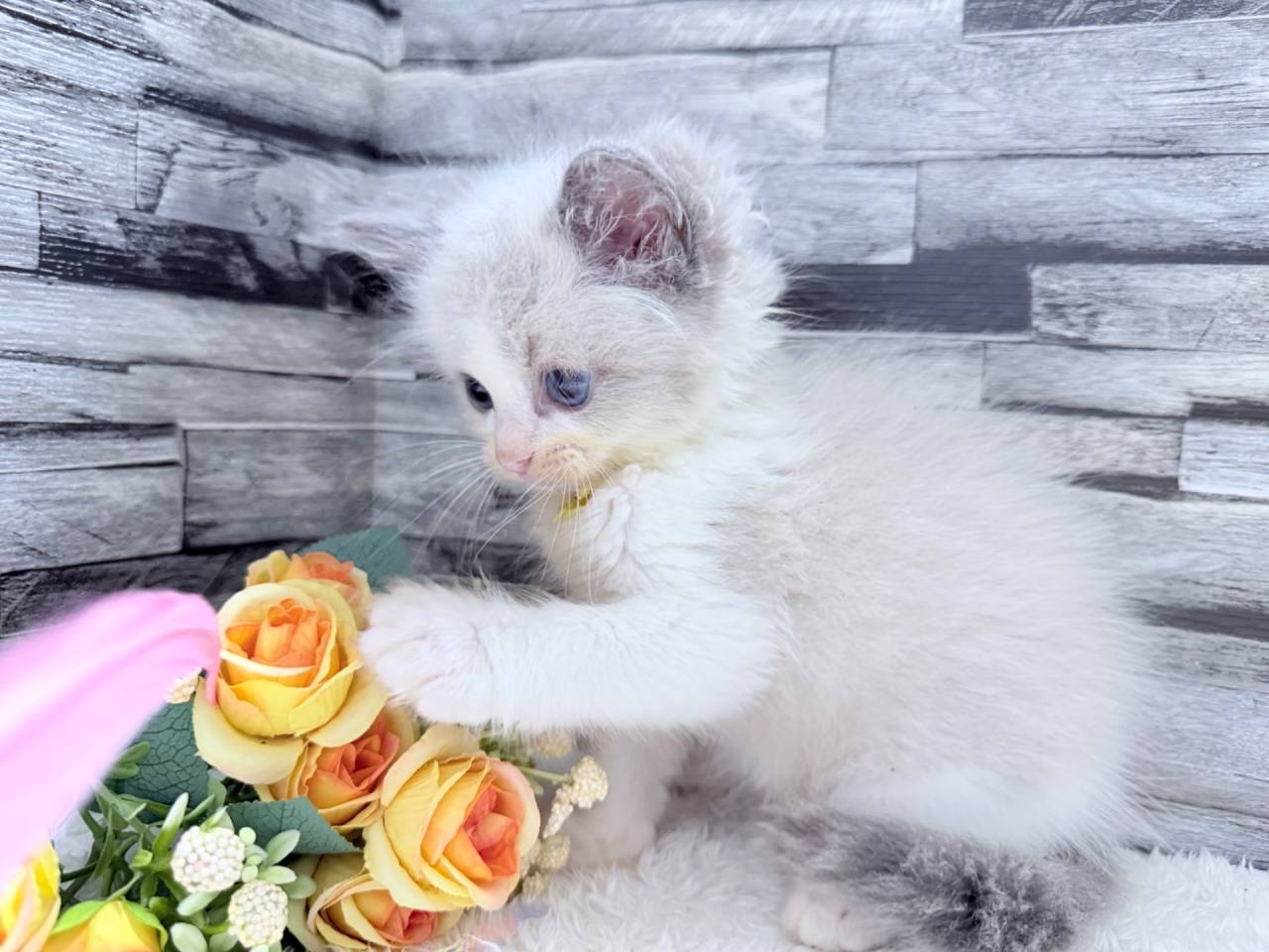 ラグドール（男の子）