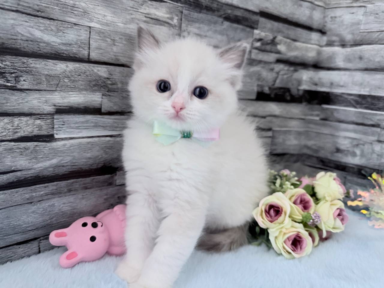 ラグドール（女の子）