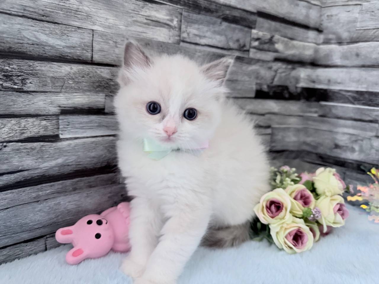 ラグドール（女の子）