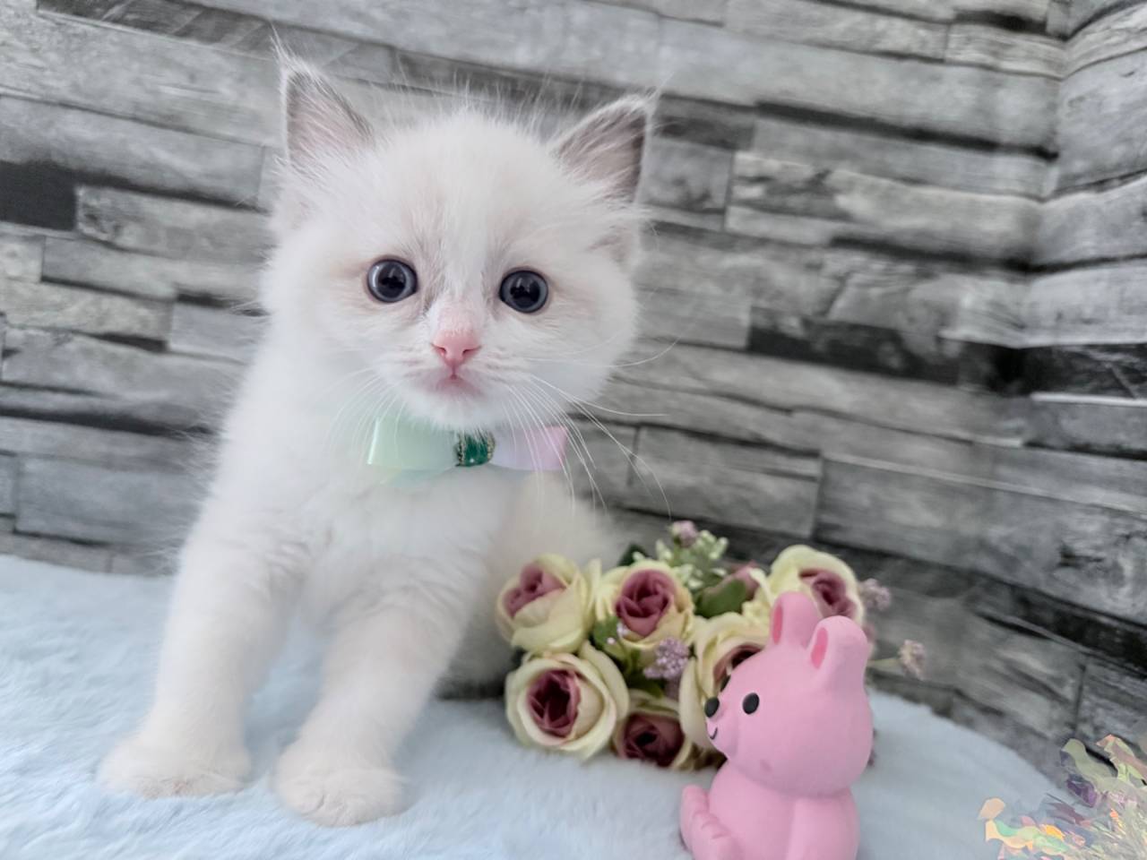 ラグドール（女の子）