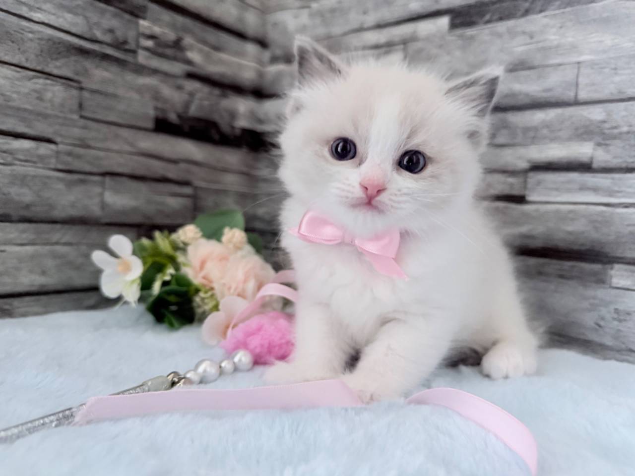 ラグドール（女の子）