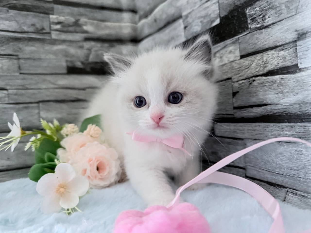 ラグドール（女の子）